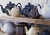 P_0056.721 Чайник заварочный Classic Tones 1,5 л коричневый P_0056.721 Чайник заварочный Classic Tones 1,5 л коричневый